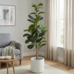 Ficus Lyrata 170 cm (super saver)
