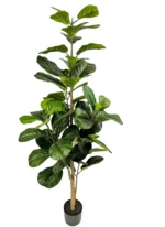 Ficus Lyrata 170 cm (super saver)