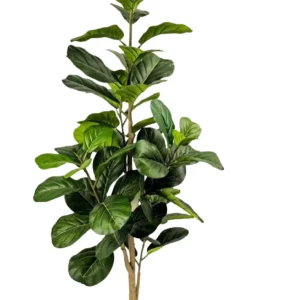 Ficus Lyrata 170 cm (super saver)