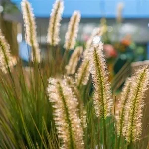 Umjetna trava Pennisetum 45 cm u tegli