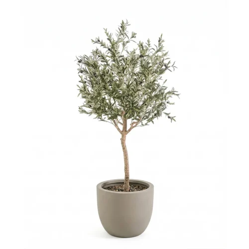 Umjetna maslina 180 cm u tegli