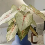 Umjetna Kalateja 40 cm