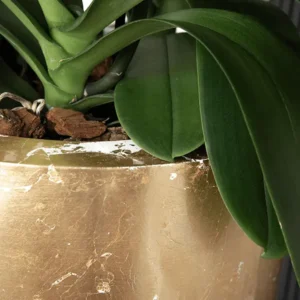 Baq Luxe Lite Glossy 75 cm bijelo zlatne boje