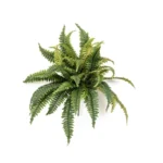 Umjetni paprat Barcelona 50 cm