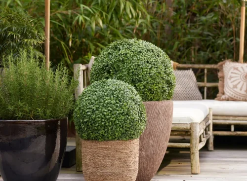 Bux buxus šimšir Umjetni buxus 53