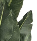 Umjetna strelicija 150 cm Kimberley