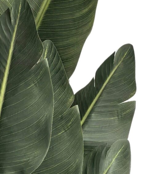 Umjetna strelicija 150 cm Kimberley