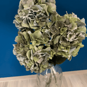 Hortenzija zaleđena 75 cm