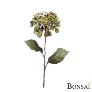Hortenzija zaleđena 75 cm