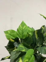 Philodendron grm 46 cm UV Philodendron grm 46 cm UV
