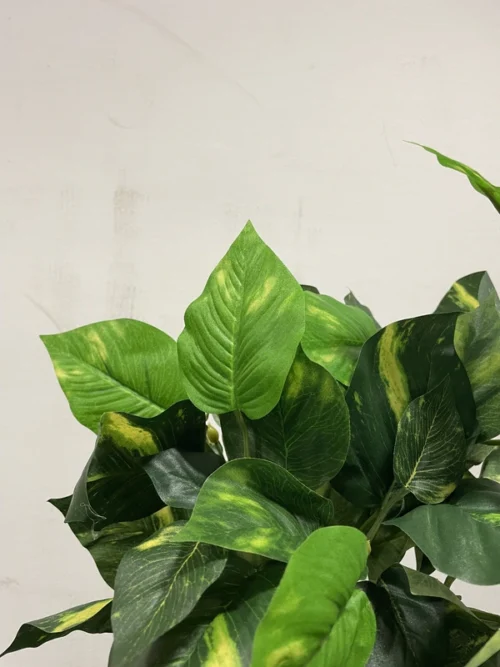 Philodendron grm 46 cm UV