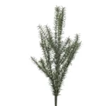 Grm ružmarina 60 cm UV