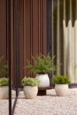 Rozmarin-grm-60cm-UV