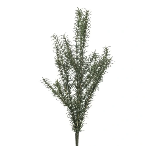 Grm ružmarina 60 cm UV