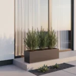 Rozmarin-grm-60cm-UV