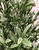 Umjetna maslina 150 cm UV