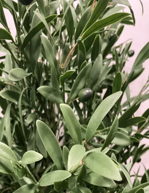 Umjetna maslina 150 cm UV