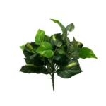 Philodendron grm 46 cm UV Philodendron grm 46 cm UV