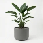 ukrasna tegla za cvijeće Pulse 50