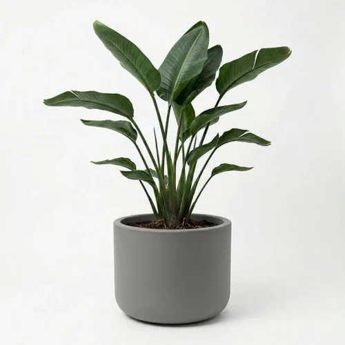 ukrasna tegla za cvijeće Pulse 50