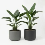 Tegla za cvijeće Pulse 50