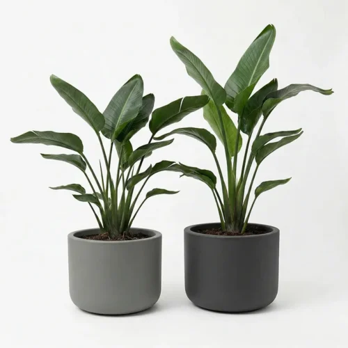 Tegla za cvijeće Pulse 50