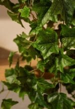 umjetni-brsljan-umjetne-penjacice