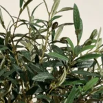 Umjetna maslina 90cm u tegli