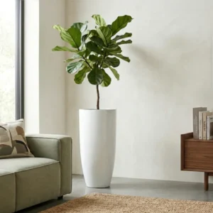 Ukrasna tegla za cvijeće Pure Royal 80×40 cm