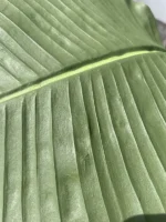 Umjetna strelicija Pure 180 cm