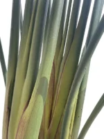 Umjetna strelicija Pure 180 cm