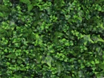 Zeleni zid Mix 50 x 50 cm UV