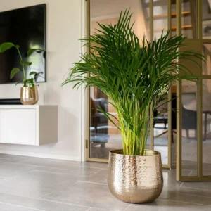 Ukrasna tegla Carly Gold