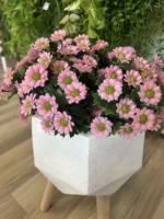 UV buket Daisy roza 28 cm u dekorativnoj tegli