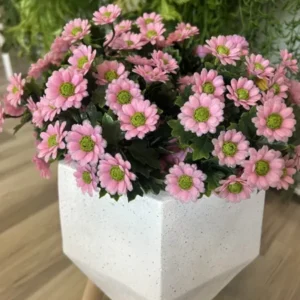 UV buket Daisy roza 28 cm u dekorativnoj tegli