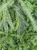 Zeleni zid Jungle 100×100 UV