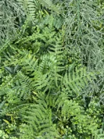 Zeleni zid Jungle 100×100 UV