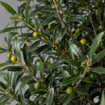 Detaljan prikaz umjetne masline s realističnim zelenim listovima, sitnim pupoljcima i zelenim plodovima.